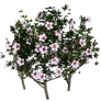 [Event] [Manor] White Mugunghwa - Full Bloom