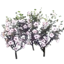 [Event] [Manor] White Mugunghwa - Radiance