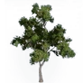 [Manor] Bountiful Jujube Tree