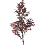 [Manor] Maple Tree