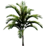 [Manor] Small Palm Tree