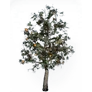 [Manor] Ripe Persimmon Tree