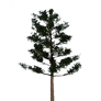 [Manor] Blue Pine Tree