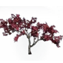 [Manor] Pink Maehwa Tree