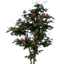[Manor] Red Camellia Tree