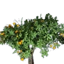 [Manor] Small Tangerine Tree