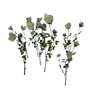 [Manor] White Rose Bush