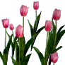 [Event] [Manor] Pink Tulips
