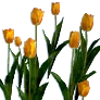 [Event] [Manor] Orange Tulips