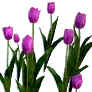 [Event] [Manor] Purple Tulips