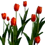 [Event] [Manor] Red Tulips