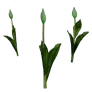 [Manor] Budding Red Tulip