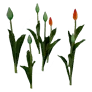 Budding Red Tulip