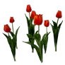 Blossoming Red Tulip