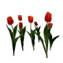 Fully Bloomed Red Tulip