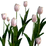 [Event] [Manor] White Tulips