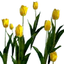 [Manor] Fully Bloomed Yellow Tulip