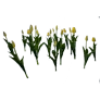 [Manor] Budding Yellow Tulip