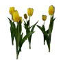 [Manor] Yellow Tulips