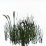 [Manor] Bristlegrass