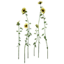 [Manor] Sunflower