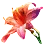 Crimson Echo Flower
