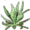 Sunrise Herb