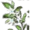 High-quality Silver Azalea