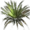 Silk Honey Grass
