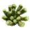Penestraria