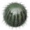 Toxic Watermelon