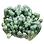 Bunch of Penestraria