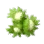 Hazel Tree Fruit
