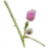 Mimosa Stalk