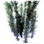 Seaweed