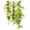 Kelp