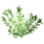 Tangleweed