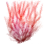Agar