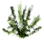 Water Thyme