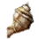 Turban Shell