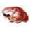 Red Shellfish