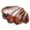 Clam