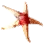 Five-Star Starfish