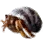 Ocean Hermit Crab