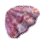 Tridana Giant Clam Shell