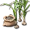 Magical Garlic Seed