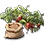 High-quality Strawberry Seed