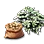 Special Seed Potato