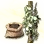 Mysterious Pepper Seed