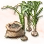Mysterious Garlic Seed